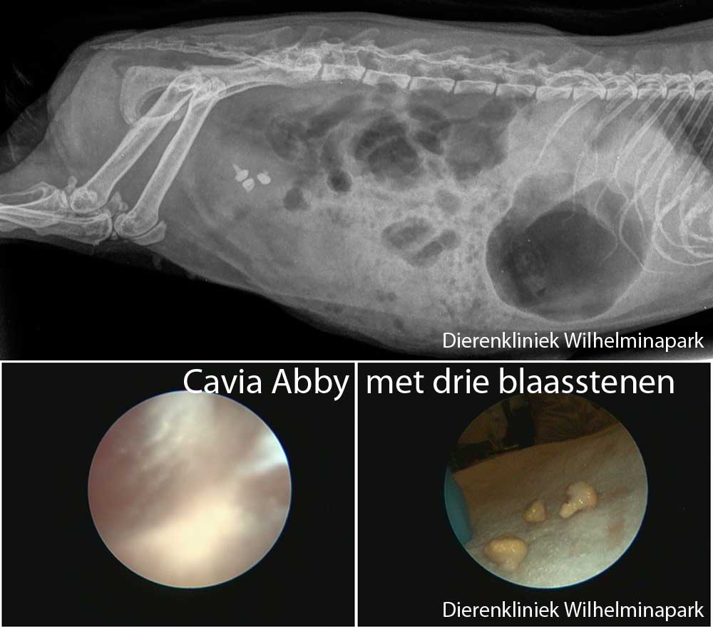 Een cavia met meerdere blaasstenen worden met een scoop verwijderd